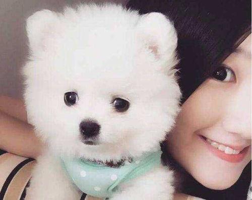 博美爆料新闻事件真相视频,揭秘新闻事件背后真相  第1张